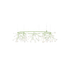Heracleum III The Big O