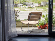 Lilium Outdoor Longestol