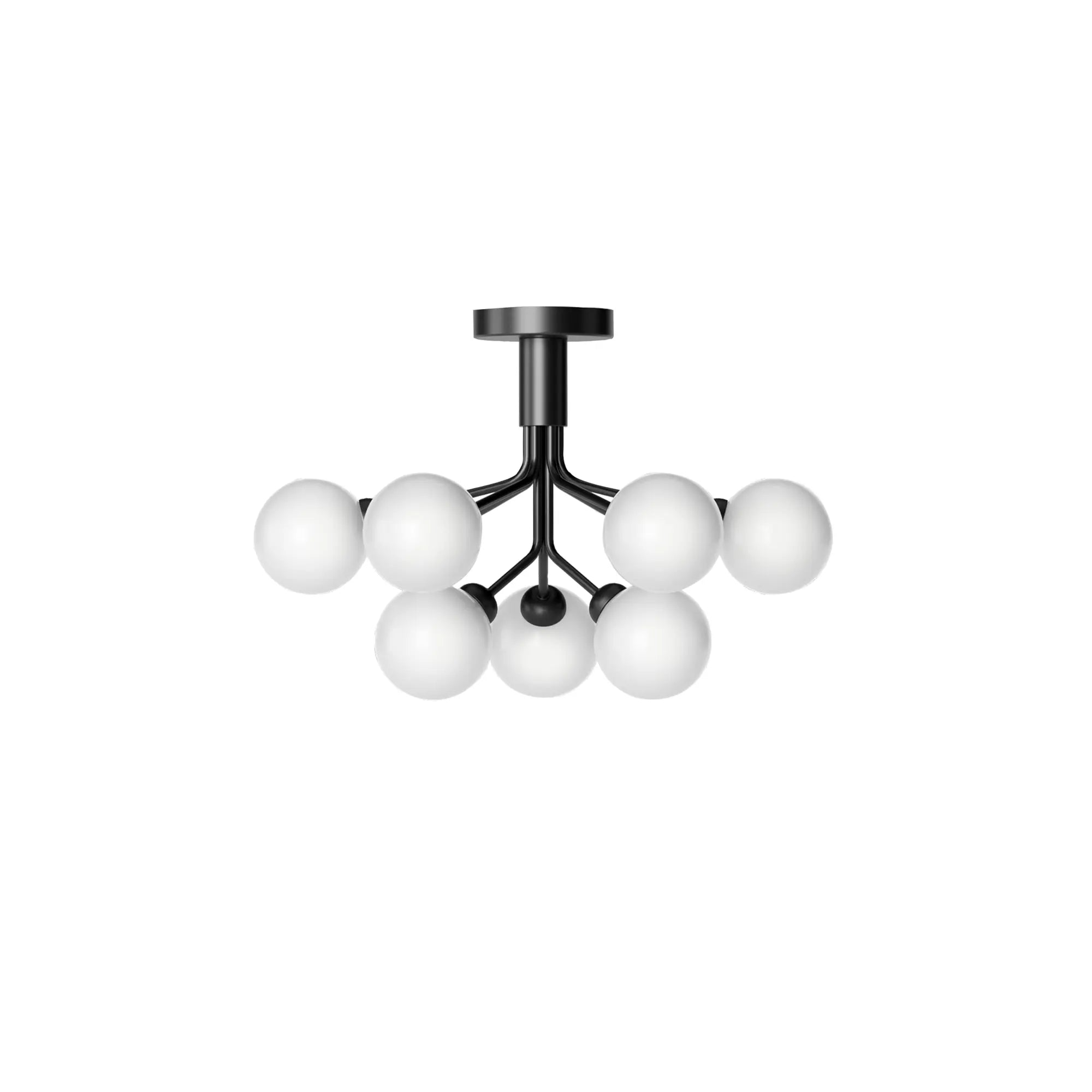 Apiales 9 Taklampe