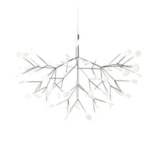 Heracleum III